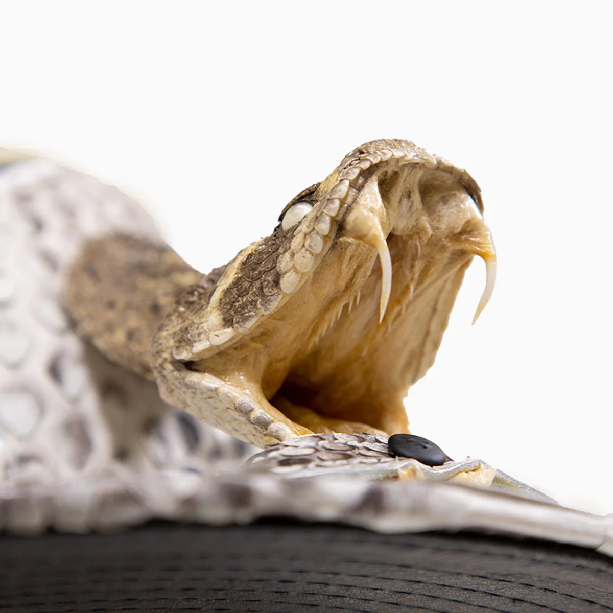 Breyer's Buck 50 Leather Hat with Faux Snake Skin Visor - Image 6